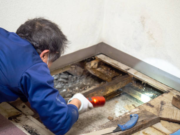 Best Mold Testing and Inspection Services in Savannah, GA