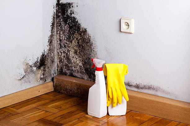 Best Residential Mold Remediation in Savannah, GA